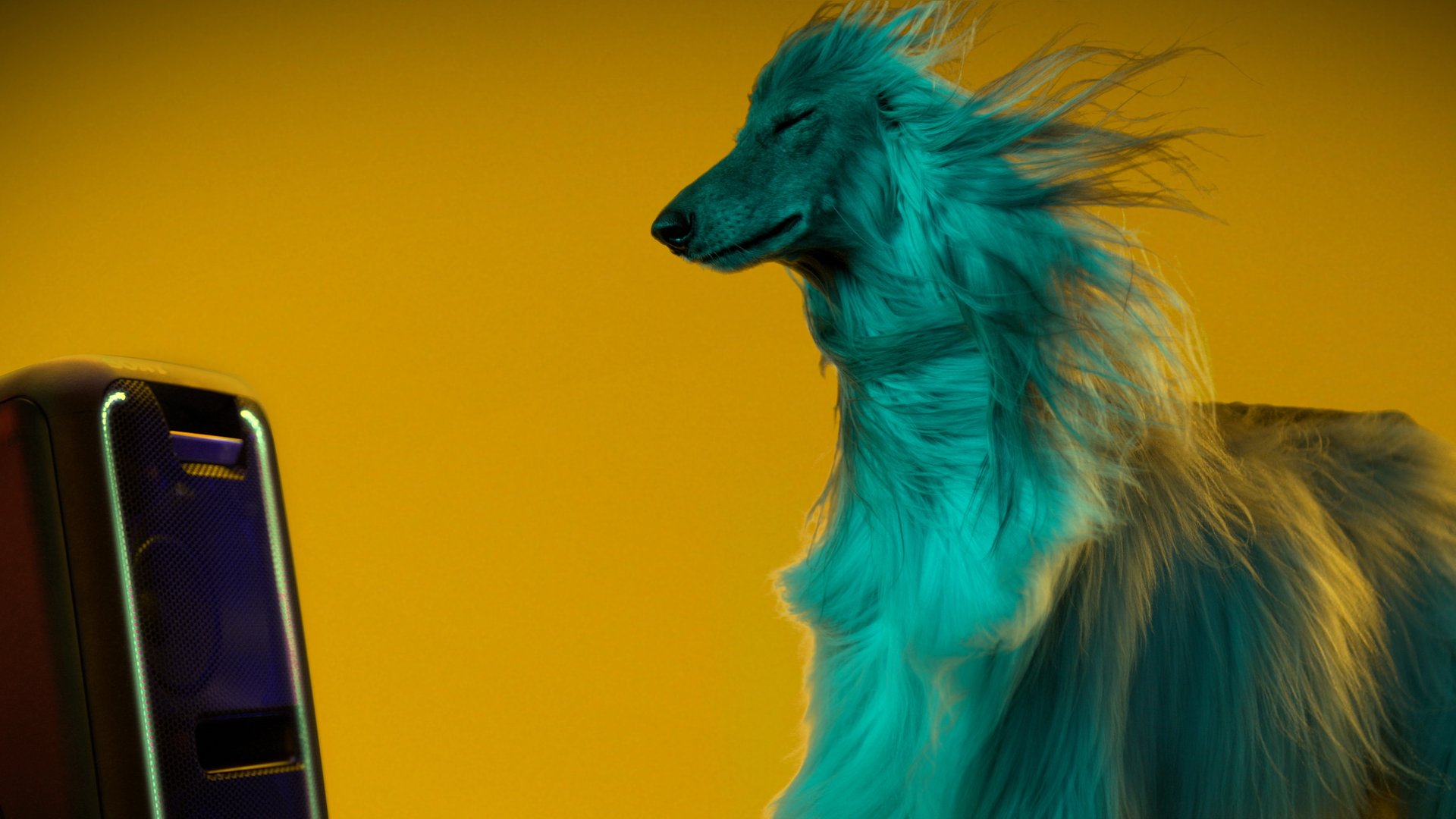 SONY_ANIMALS_3_5sm.jpg